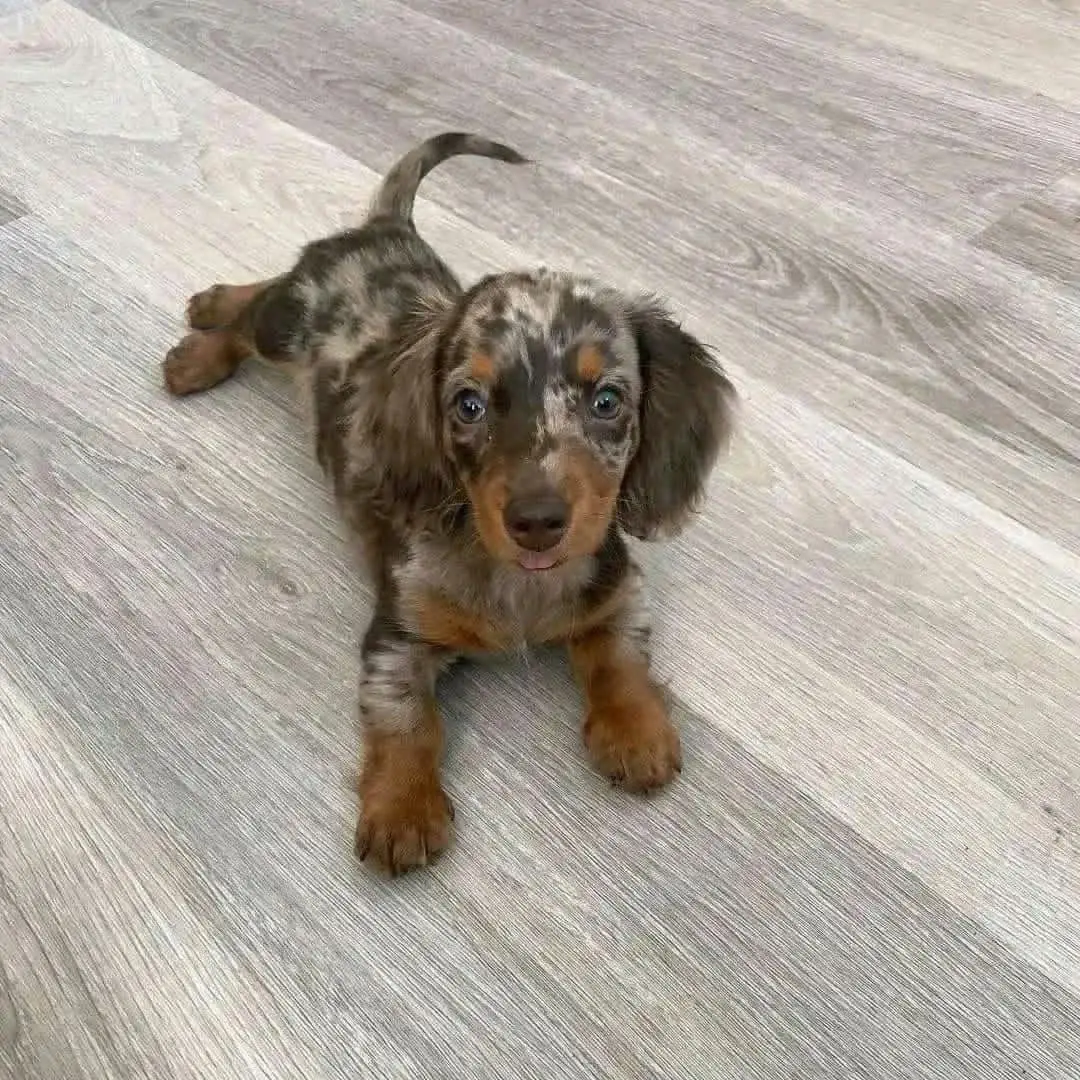 Maple