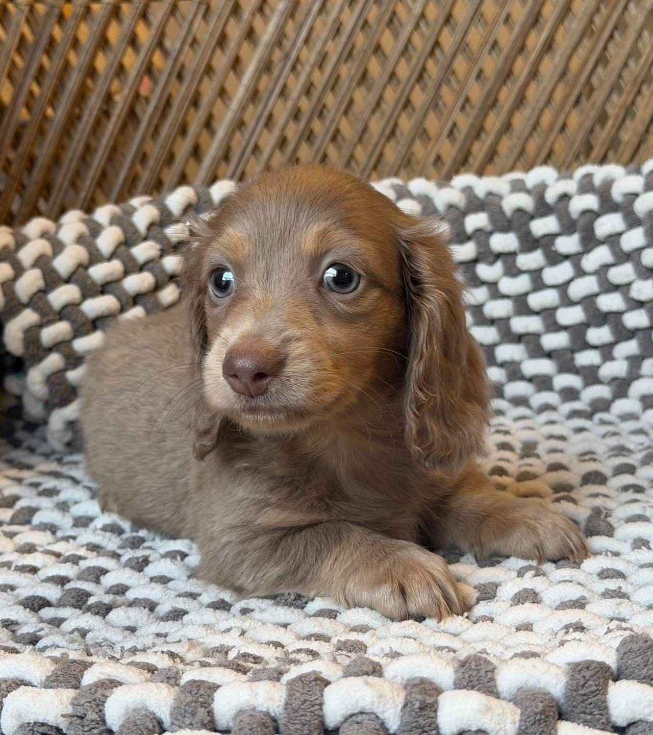 Coco